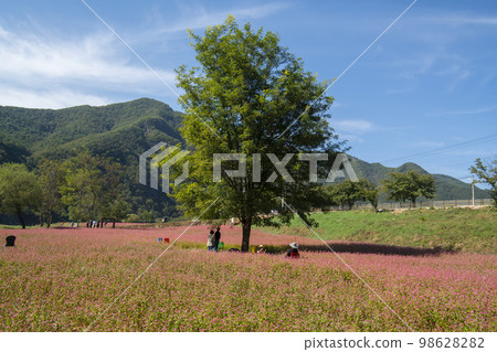 蕎麥，蕎麥 98628282