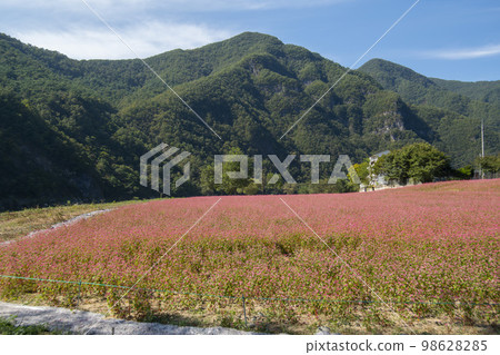蕎麥，蕎麥 98628285