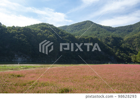 蕎麥，蕎麥 98628293