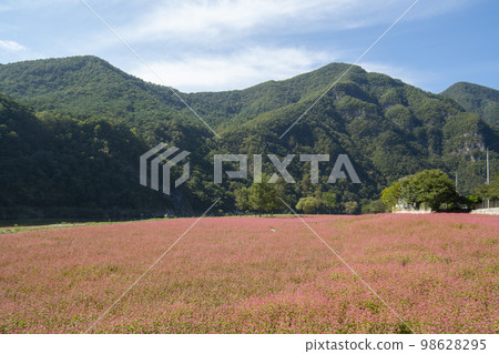 蕎麥，蕎麥 98628295