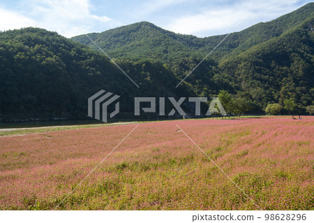 蕎麥，蕎麥 98628296