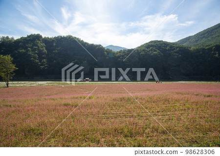 蕎麥，蕎麥 98628306