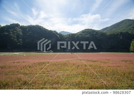 蕎麥，蕎麥 98628307