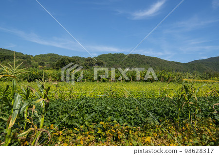 蕎麥，蕎麥 98628317