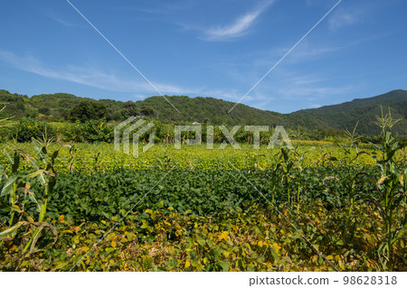 蕎麥，蕎麥 98628318