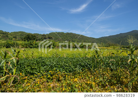 蕎麥，蕎麥 98628319