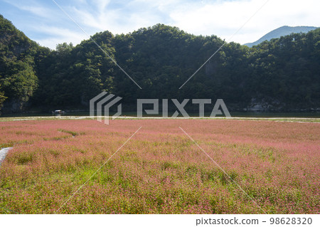 蕎麥，蕎麥 98628320