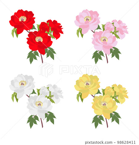 A single peony flower 98628411