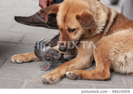 an adult dog protects a small wild pigeon on the street. an adult dog protects a small wild pigeon on the street. 98628809