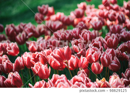 Red tulip flowers 98629125