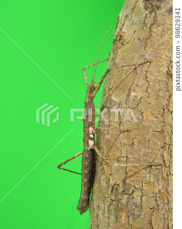 A stick insect with a texture that looks just like a tree 98629141
