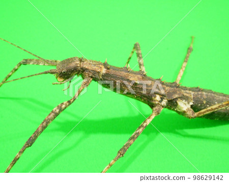 Spiny stick insect with twig-like limbs 98629142
