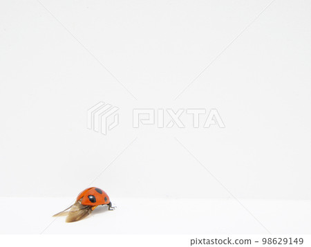 一隻瓢蟲正在收起它的翅膀 98629149