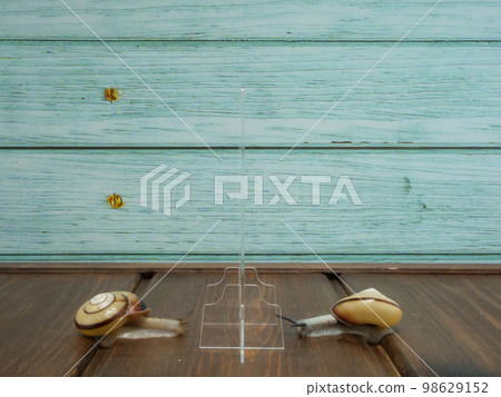 隔著隔板面對面的蝸牛 98629152