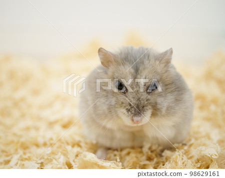 Djungarian hamster with a stocky body 98629161