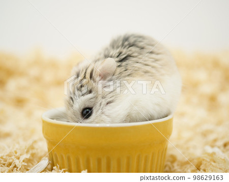 Roborovski hamster looking inside a food bowl Roborovski hamster looking inside a food bowl 98629163