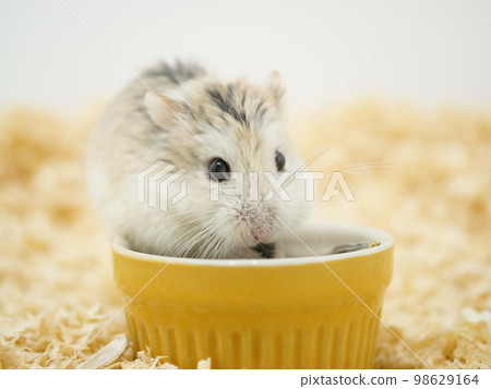 Roborovski hamster eating food on a bowl Roborovski hamster eating food on a bowl 98629164