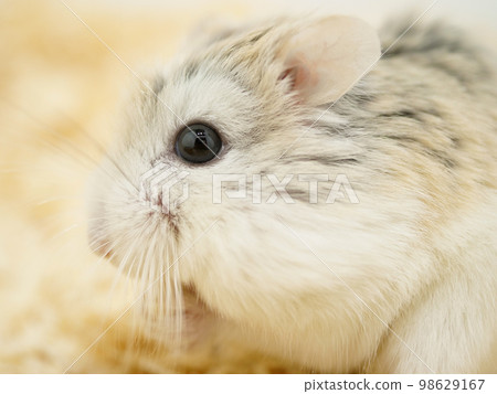 Side view of a Roborovski hamster eating food Side view of a Roborovski hamster eating food 98629167