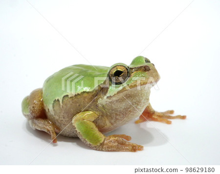 Japanese tree frog looking up 98629180