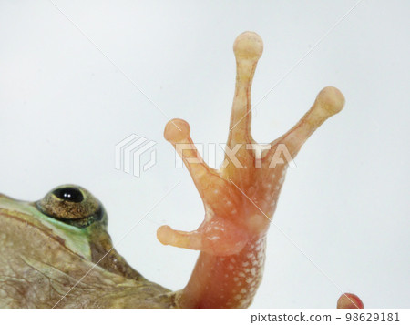 Translucent Japanese tree frog hand 98629181