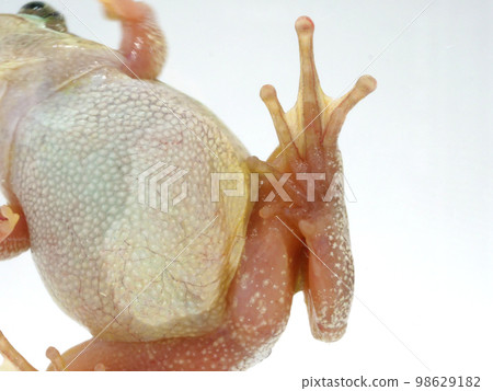 日本樹蛙的白色腹部和後腿 日本樹蛙的白色腹部和後腿 98629182