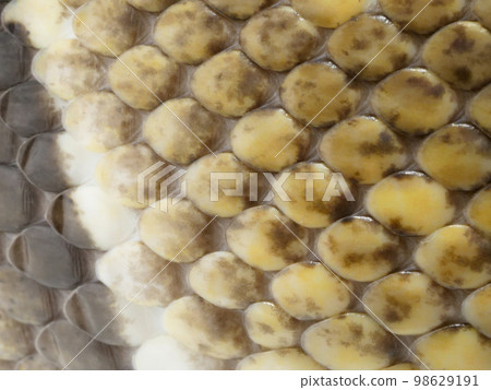 斑駁的蛇鱗 斑駁的蛇鱗 98629191