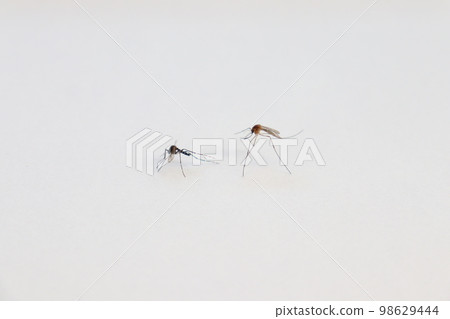 白紋伊蚊和淡色庫蚊 白紋伊蚊和淡色庫蚊 98629444