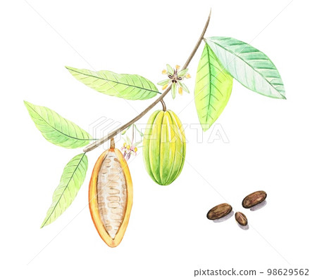 Watercolor fruits and cocoa leaves. Tropical Cacao tree, cocoa beans.Hand drawn illustration. 98629562