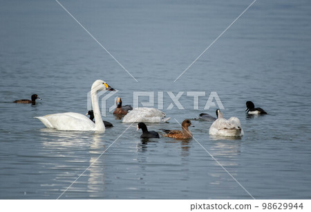 苔原天鵝和水禽在琵琶湖游泳 98629944