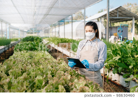 Asian female farmer wearing  is caring for organic vegetables inside the nursery.Young entrepreneurs with an interest in agriculture. Building a agricultural career at farm. 98630460