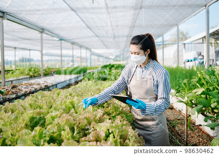 Asian farmer using digital tablet inspecting fresh vegetable in organic farm. Agriculture technology farming concept.. 98630462