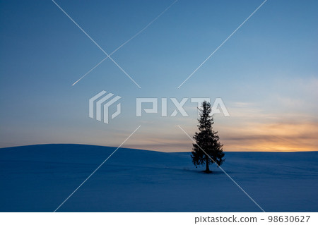 Pine trees and contrails standing in the snowy field at dusk Biei Town Pine trees and contrails standing in the snowy field at dusk Biei Town 98630627