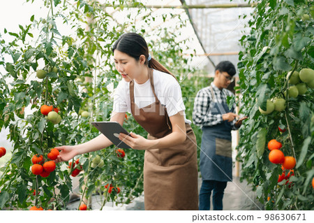 Asian farmer using hand holding tablet and organic tomato hydroponic in greenhouse plantation. Female hydroponic salad vegetable garden owner working. Asian farmer using hand holding tablet and organic tomato hydroponic in greenhouse plantation. Female hydroponic salad vegetable garden owner working. 98630671
