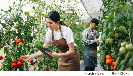 Asian couple of farmers inspects plants with a digital tablet In a greenhouse plantation. Asian couple of farmers inspects plants with a digital tablet In a greenhouse plantation. 98630672