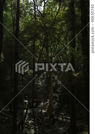 Scenery in the forest where light shines [Nishitama/Tokyo] 98630740