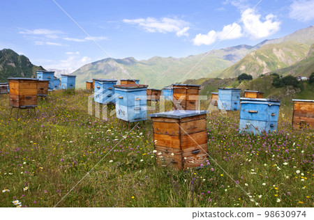Wooden beehives against the backdrop of mountains. Beehives in a colorful flower meadow in the mountains of Georgia.Beekeeping in mountainous areas. Wooden beehives against the backdrop of mountains. Beehives in a colorful flower meadow in the mountains of Georgia.Beekeeping in mountainous areas. 98630974