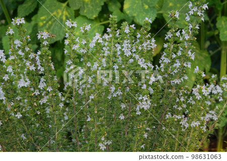 Dracocephalum grown in a rustic farm garden. White flowers in farming and harvesting. Alpine meadows. Dracocephalum grown in a rustic farm garden. White flowers in farming and harvesting. Alpine meadows. 98631063