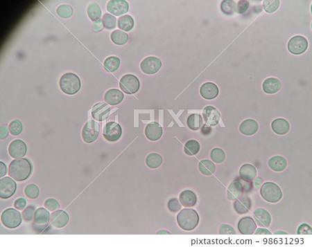 Tokachi wild yeast cells that are nearly perfectly round 98631293