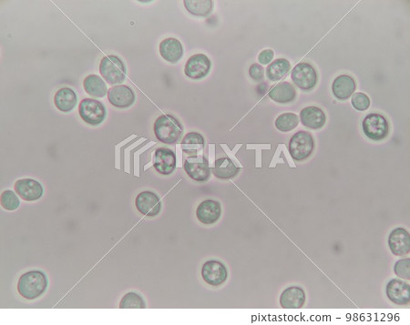 接近圓形的十勝野生酵母細胞特寫 98631296