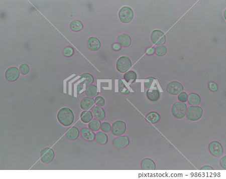 接近圓形的十勝野生酵母細胞特寫 98631298