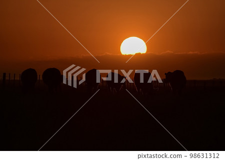 Cows silhouettes grazing, La Pampa, Patagonia, Argentina. Cows silhouettes grazing, La Pampa, Patagonia, Argentina. 98631312