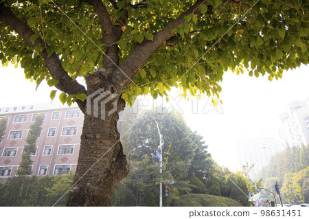 street tree street tree 98631451