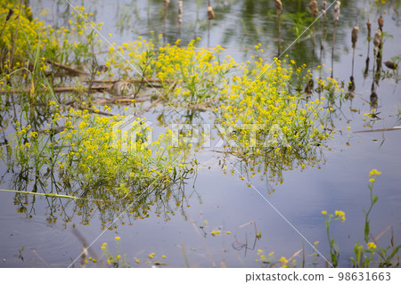 Marsh dark water with yellow flowers. Wetland. 98631663