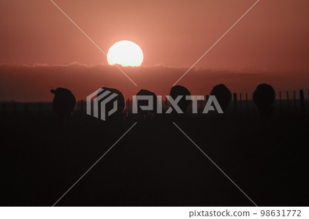 Cows silhouettes grazing, La Pampa, Patagonia, Argentina. Cows silhouettes grazing, La Pampa, Patagonia, Argentina. 98631772