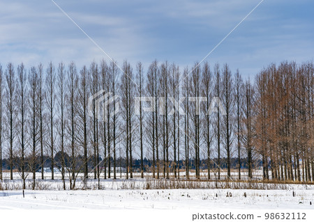 Metasequoia trees covered with snow, also known as Winter Sonata Road 98632112