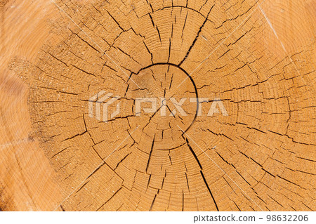 Wood logs. Timber logging in forest. Freshly cut tree logs piled up as background texture 98632206