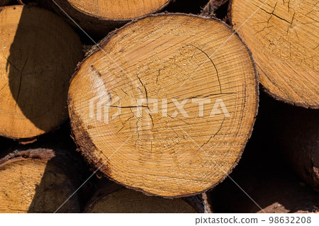 Wood logs. Timber logging in forest. Freshly cut tree logs piled up as background texture Wood logs. Timber logging in forest. Freshly cut tree logs piled up as background texture 98632208