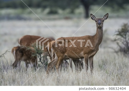 Female red in Calden forest, La Pampa, Argentina. Female red in Calden forest, La Pampa, Argentina. 98632404
