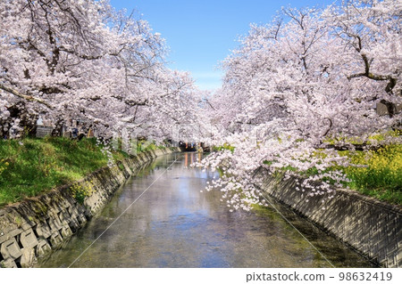Iwakura City: Rows of cherry blossom trees in full bloom along the Gojo River Iwakura City: Rows of cherry blossom trees in full bloom along the Gojo River 98632419