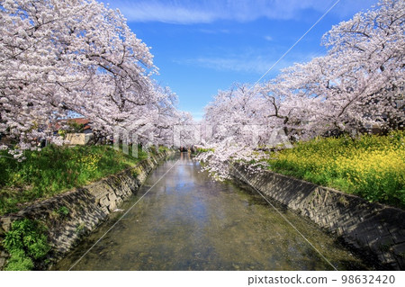 Iwakura City: Rows of cherry blossom trees in full bloom along the Gojo River 98632420